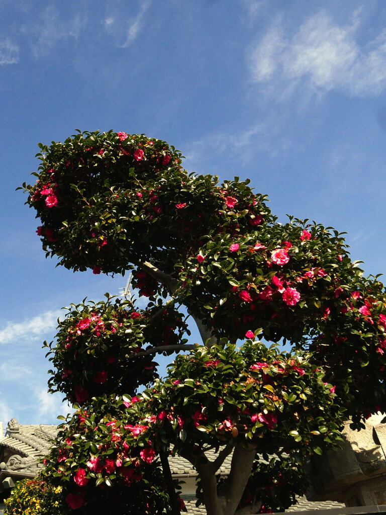  春 が 近 い ー1