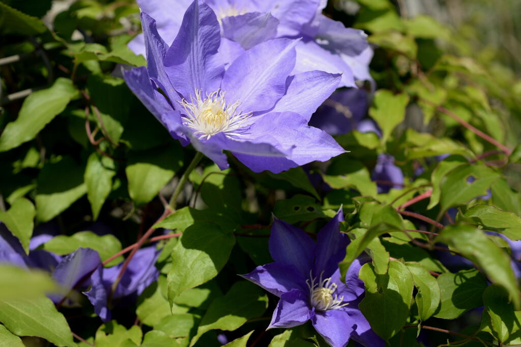 light blueー２