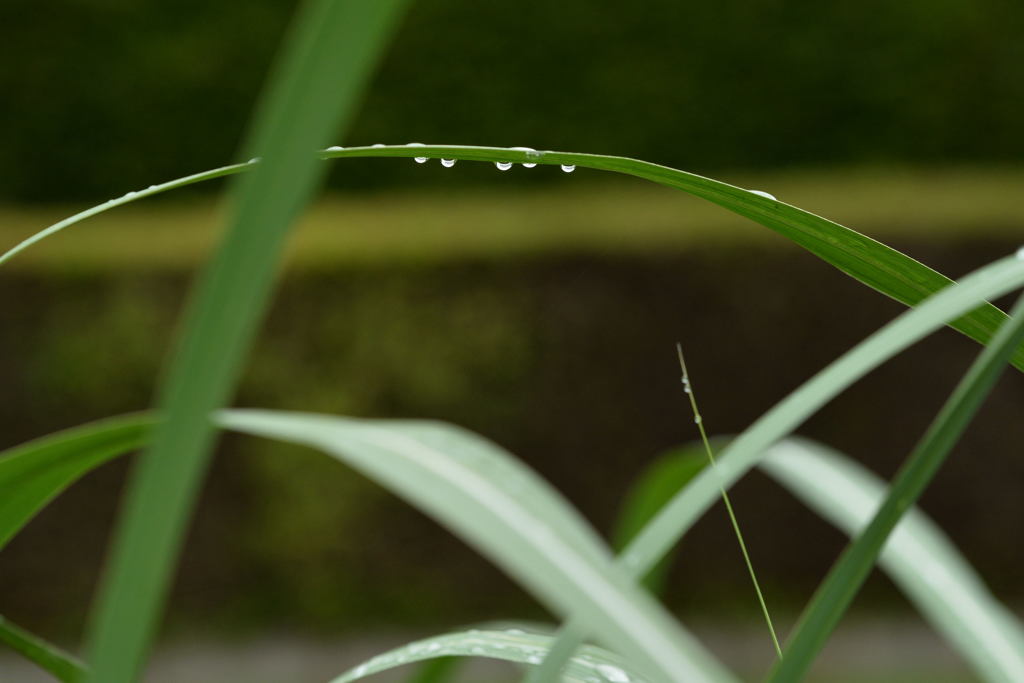 雨が止んで