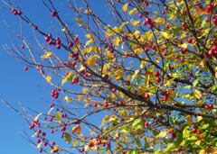 　姫 り ん ご ー1