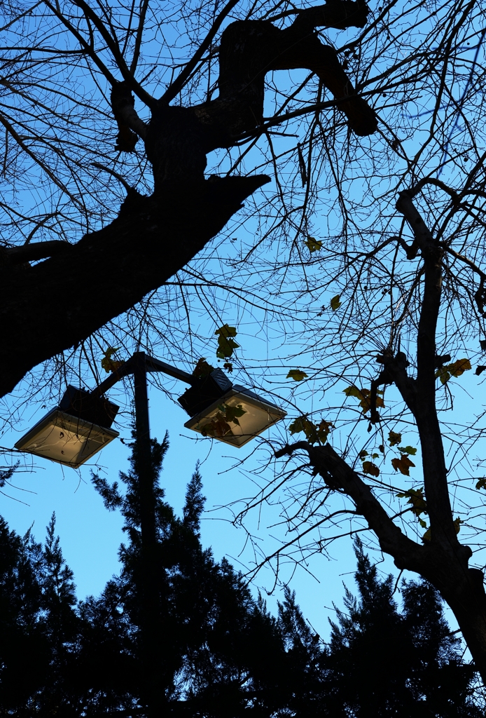 年明け 神宮外苑ー1