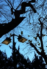 年明け 神宮外苑ー1