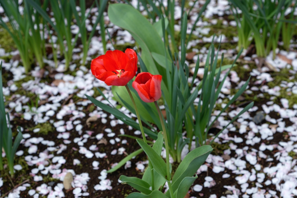 サクラ散りてー3