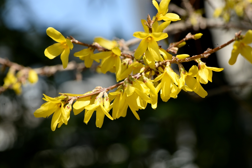 花から花へーレンギョウ