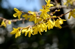 花から花へーレンギョウ