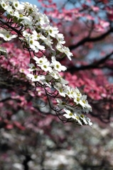 ハナミズキー４