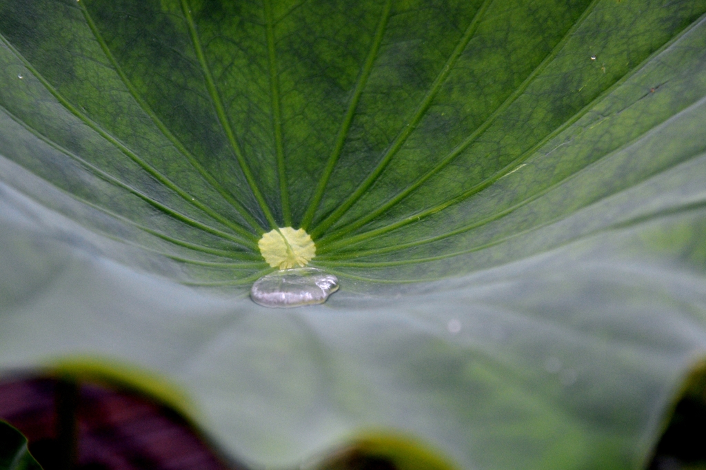 薬用植物園で-4