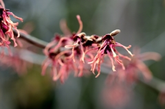 アカバナマンサク