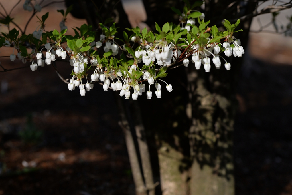 花　それぞれに　－2