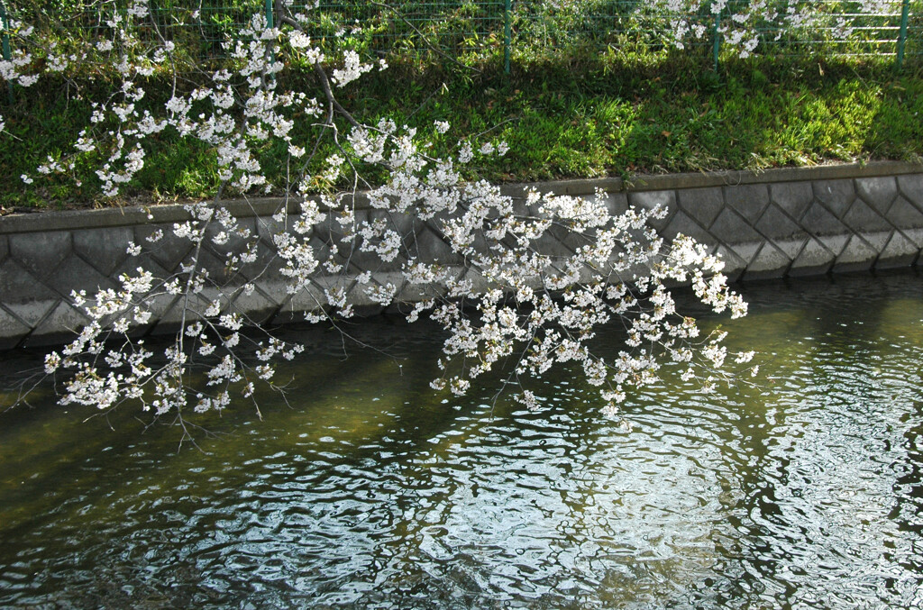  見沼用水縁のサクラ ―2