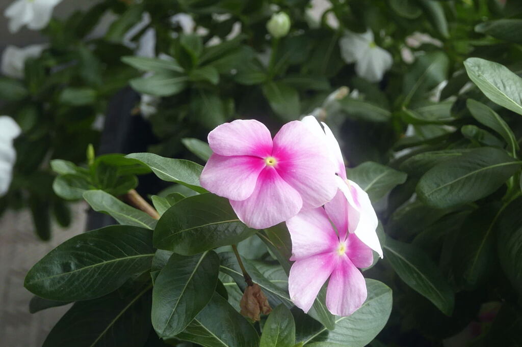  ベランダでの写真 ―1