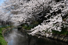 見沼用水路のサクラー２