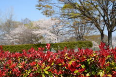 麗しの春