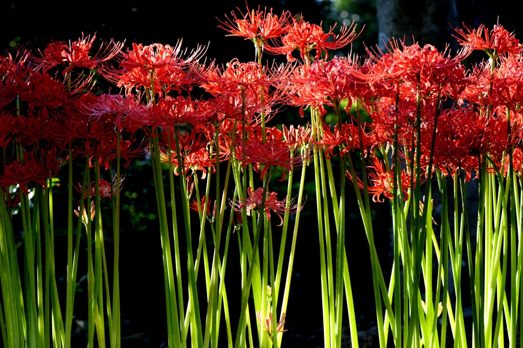 ヒガンバナー２