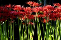 ヒガンバナー２