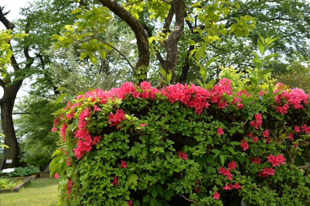 うるわしの５月　－1
