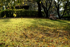 穏やかな秋日ー2