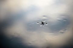 見沼自然の池でー2