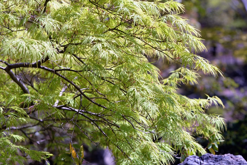 春風に誘われ　－2