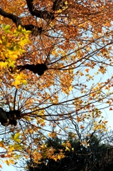 １月２日神宮外苑ー３