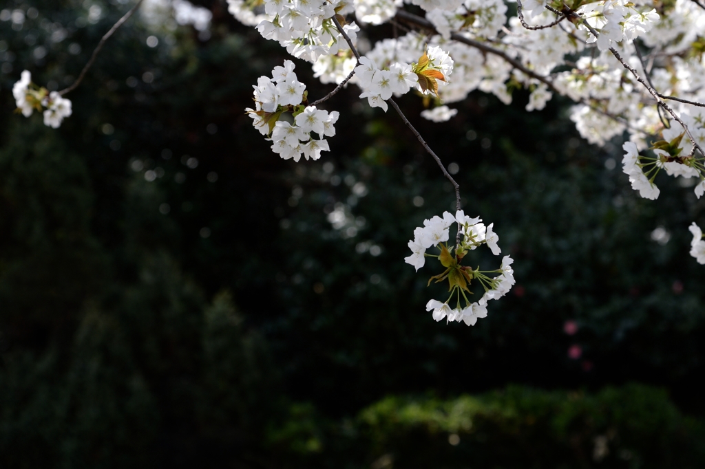 今年のさくらー３