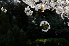 今年のさくらー３