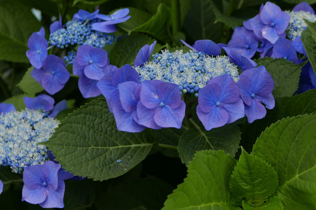  ガクアジサイの 花 ー1