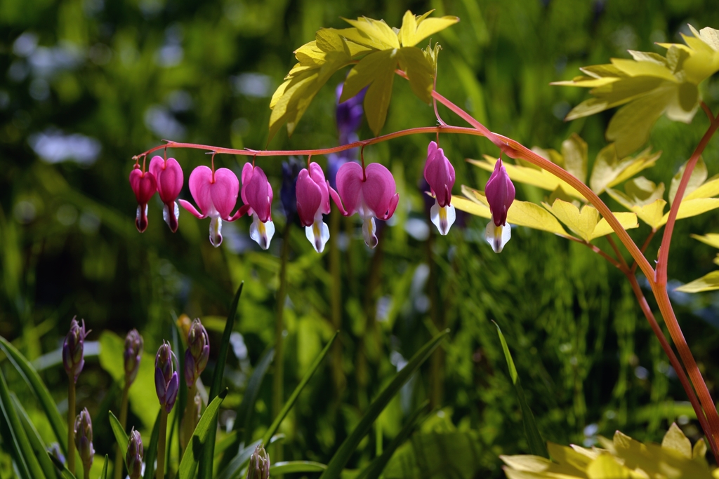 ひそやかに咲く　－2