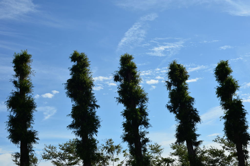 秋の大空－１