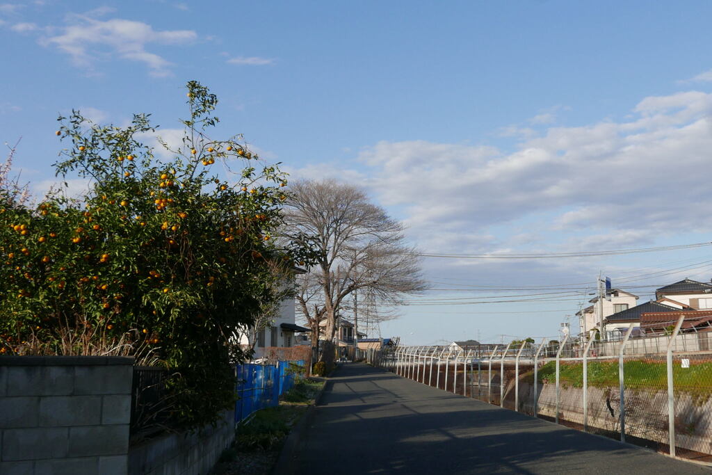  嬉しい 春 ー1
