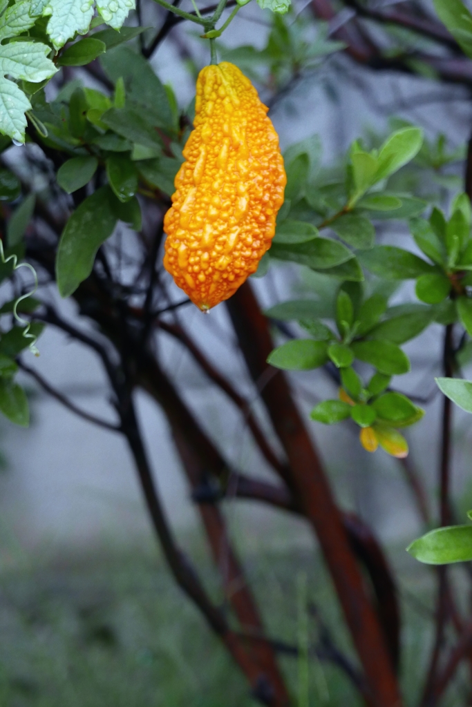 夏の残しものー1