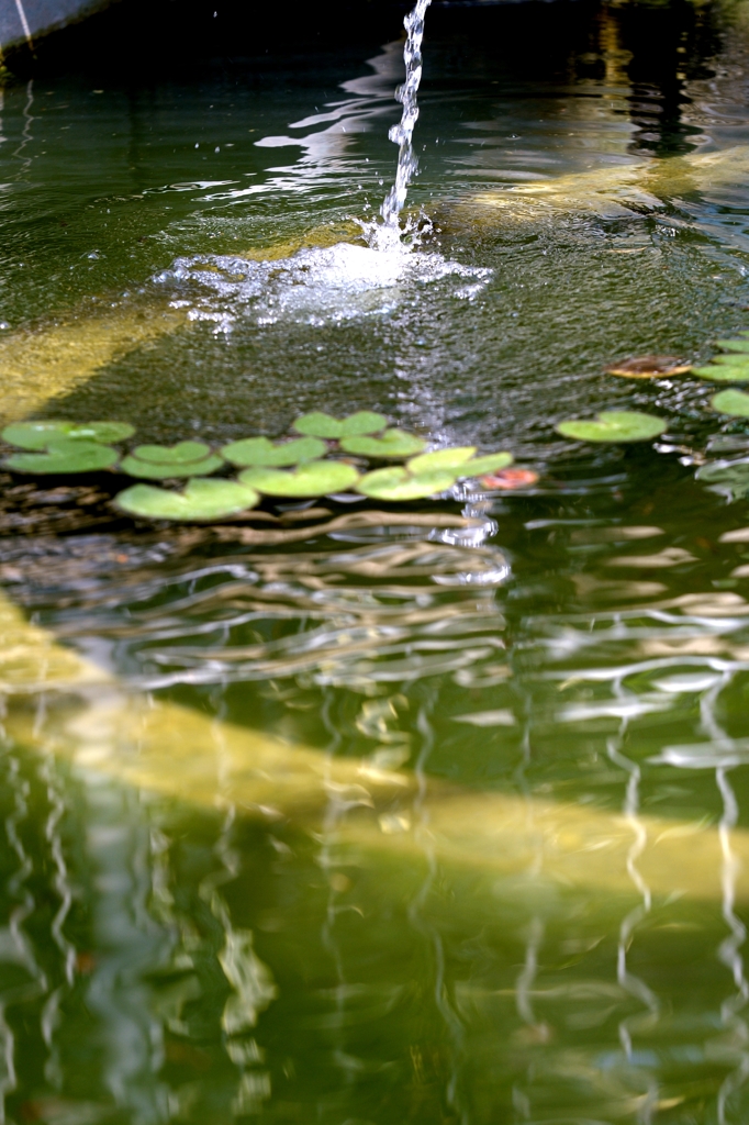 温室の水連ー４