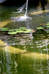 温室の水連ー４