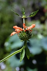 ８月の薬用植物園で