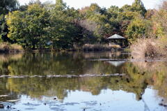 見沼自然公園で —1