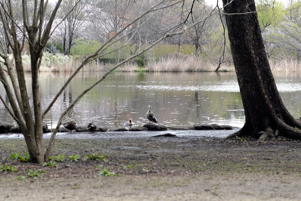 見沼自然公園 ―2