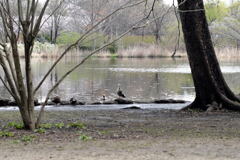 見沼自然公園 ―2