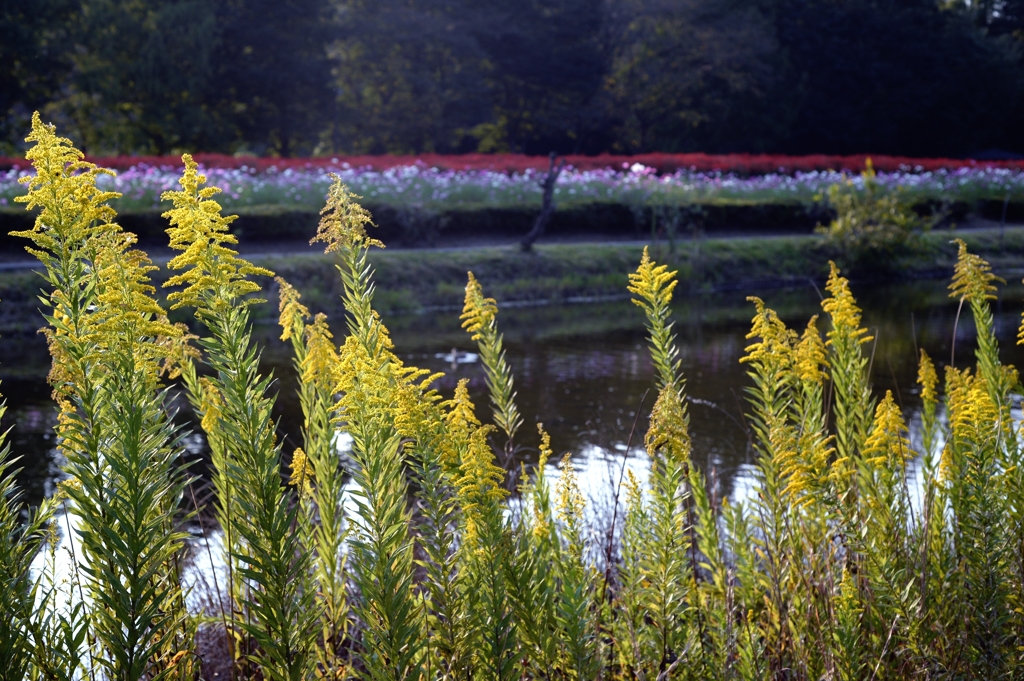穏やかな秋日ー3