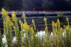 穏やかな秋日ー3