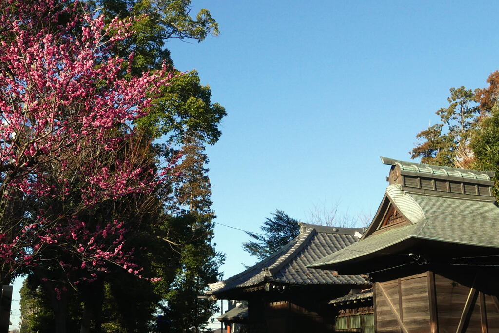  春を呼ぶ 梅の花 ―1