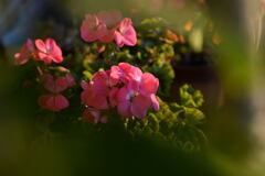   ベランダ  の花 ー1