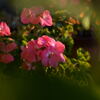   ベランダ  の花 ー1