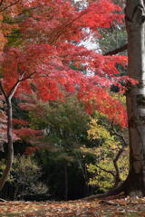 秋の 殿ヶ谷庭園－２