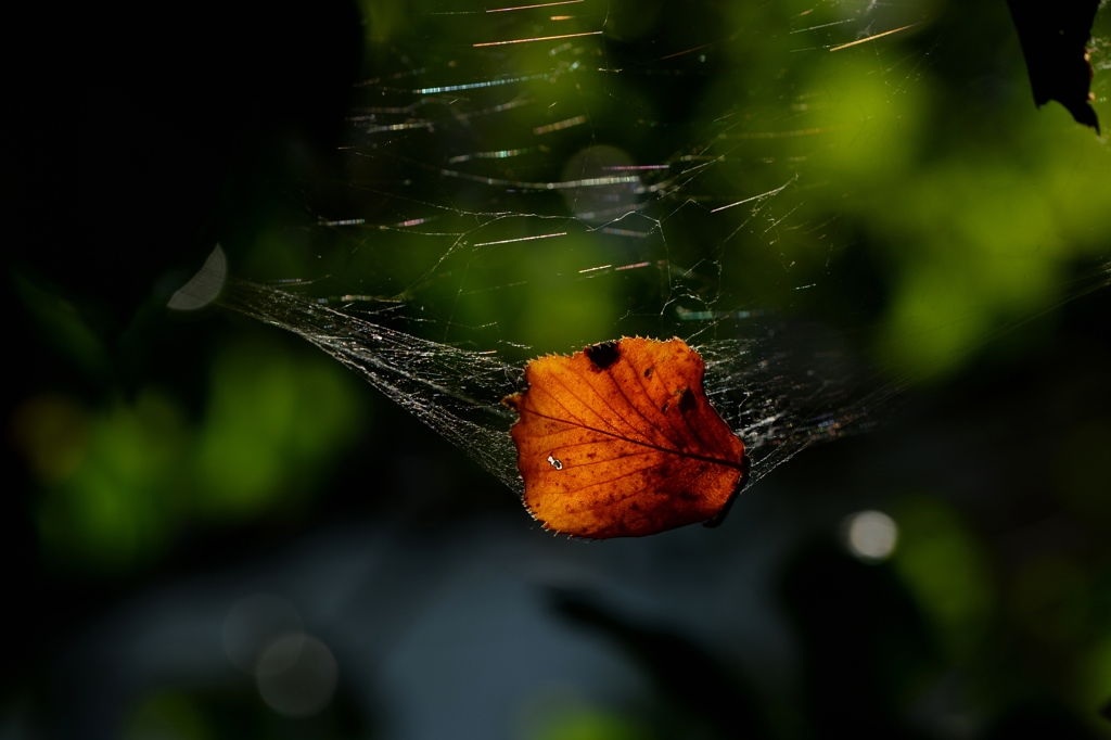 薬用植物園の秋ー1