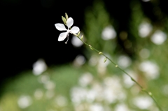 朝・こんにちはー3