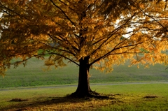 陽に映えるとー1