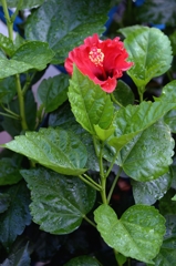 雨上がりの朝ー1