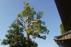 伐られ残される神社の樹―2