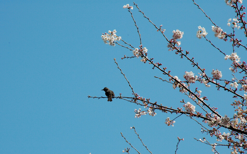   春　よ   ー1