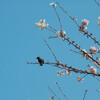   春　よ   ー1